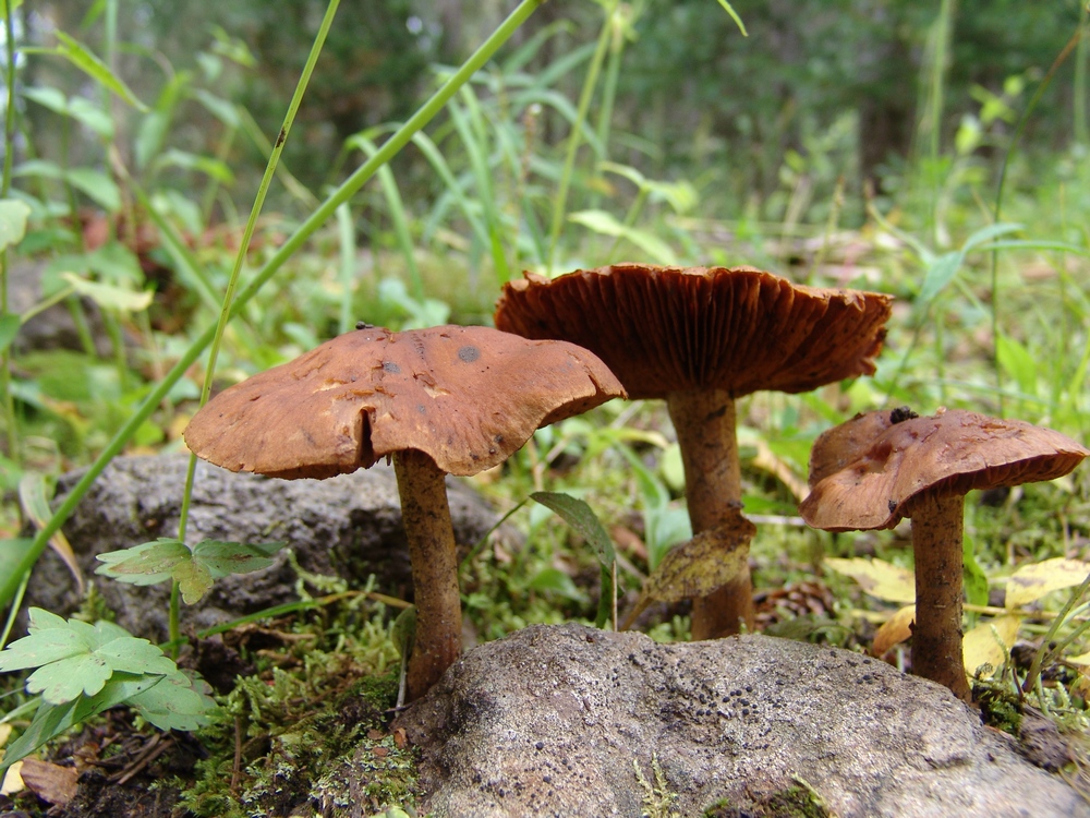 Three Brown Mushrooms